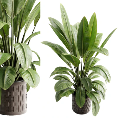 Ravenala plant in a pot - set indoor plant 686 — Ver 2
