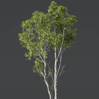 HQ Plants Castanea Sativa — Ver 2