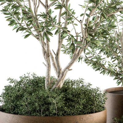 Outdoor Plants Olive - Set 79 — Ver 2