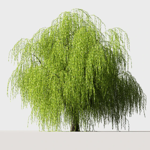 Tree Willow — Descargar