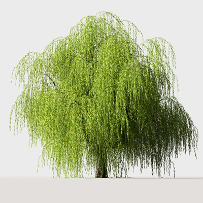 Tree Willow — Ver 1