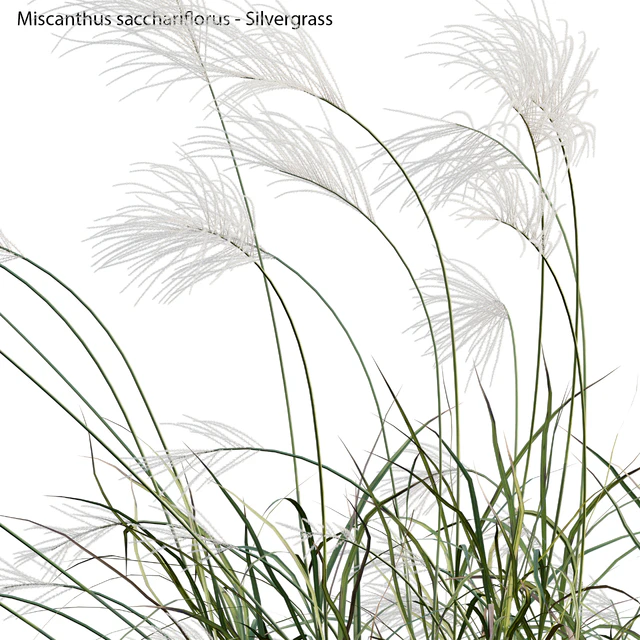 Miscanthus sacchariflorus - Silvergrass 02 — Descargar