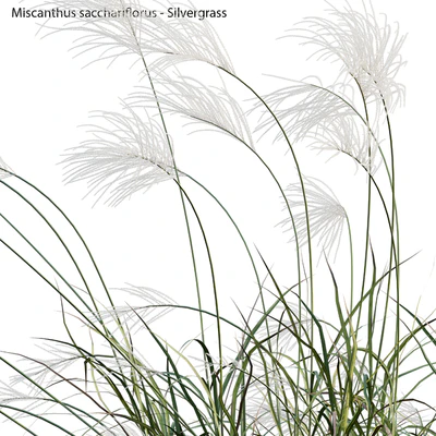 Miscanthus sacchariflorus - Silvergrass 02 — Ver 2