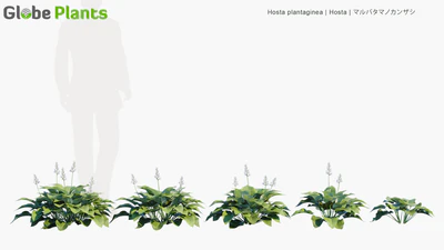 hosta plantaginea — download