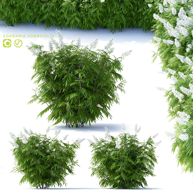 Рябинник рябинолистный 3 куста | Sorbaria sorbifolia v2 — Скачать