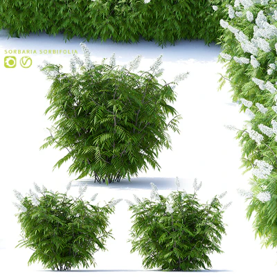 Рябинник рябинолистный 3 куста | Sorbaria sorbifolia v2 — Вид 1