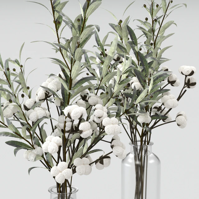 Bouquets of olives and cotton. — Descargar