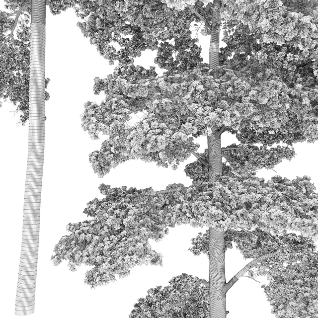 Pine — Descargar