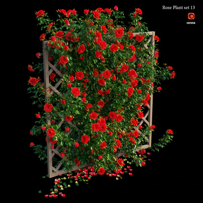 Rose plant set 13 — Вид 2