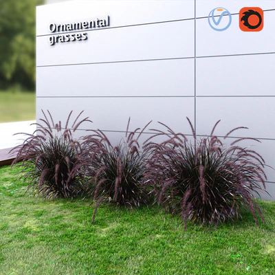 Ornamental grass Fountaingrass purple dark — Вид 2
