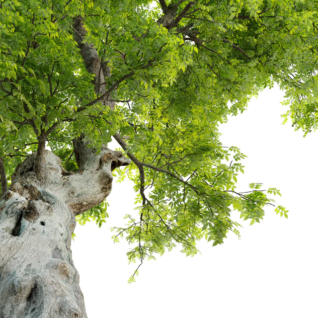 Fiddlewood tree 2 — Descargar