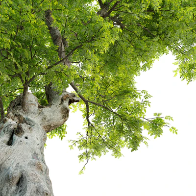 Fiddlewood tree 2 — Ver 2