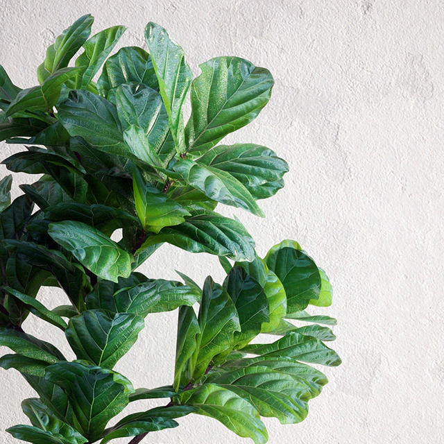 Ficus Lyrata - Interior Plant — Скачать