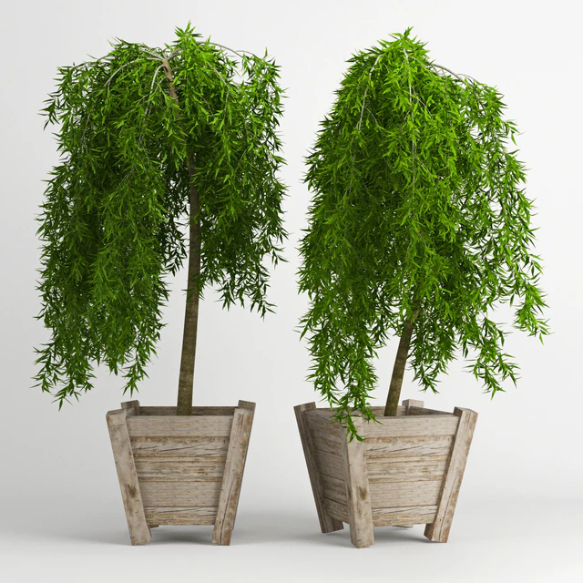 лиственница плакучая (Larix) — Скачать