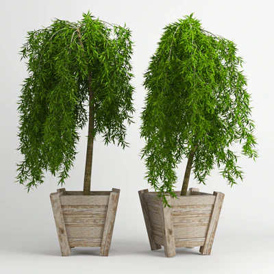 лиственница плакучая (Larix) — Вид 1