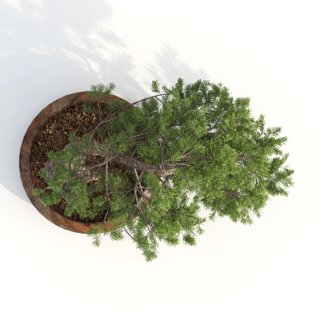 bonsai04 — Descargar