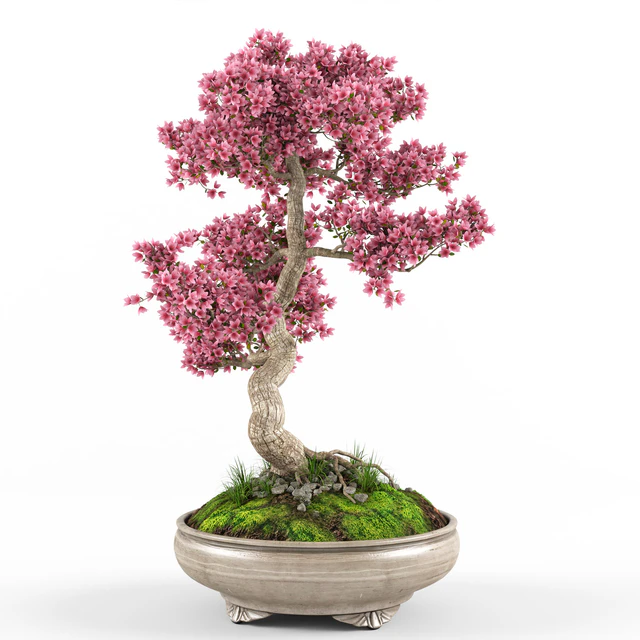 Sakura Bonsai tree — Скачать