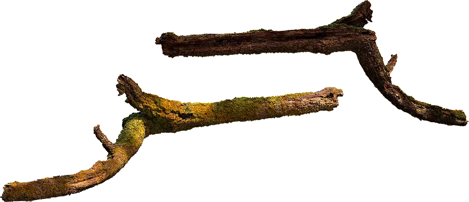 mossy broken branch 001 — Скачать
