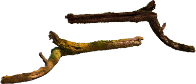 mossy broken branch 001 — Скачать