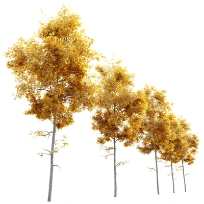 Autumn carya glabra (pignut hickory) — Ver 2