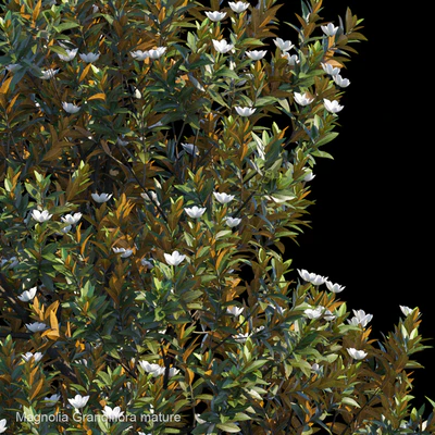 Magnolia Grandiflora mature — Ver 2