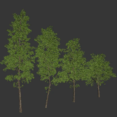 Eucalyptus tree forest 4 tree vray — Вид 2