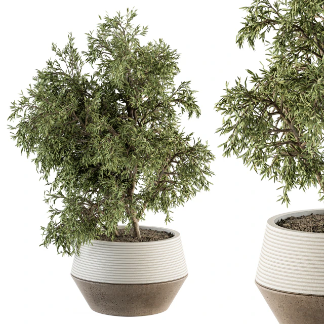 indoor Plant Set 285 - Plants Set in pot — Скачать