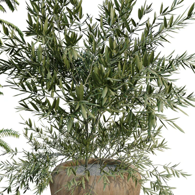 green plant in box 269 — Вид 2