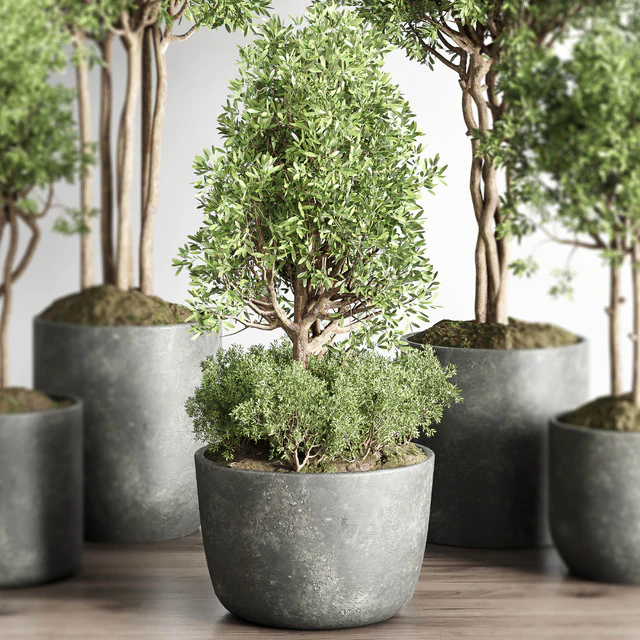 Collection indoor outdoor plant 145 plant tree vase dirty concrete — Скачать