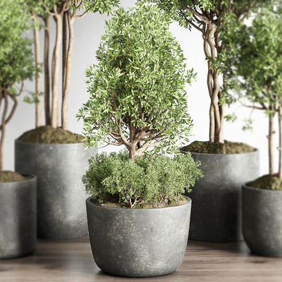 Collection indoor outdoor plant 145 plant tree vase dirty concrete — Вид 2