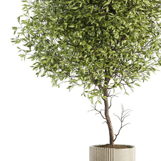 Indoor Plant Set 050 — Descargar