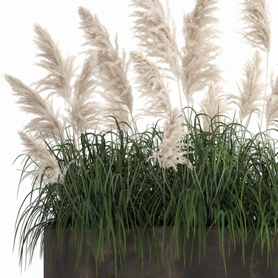 Bush white pampas grass in a street rusty metal pot, white reed, Cortaderia.  1033. — Ver 2