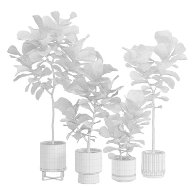 Ficus Lyrata in Dark Planters — Ver 2