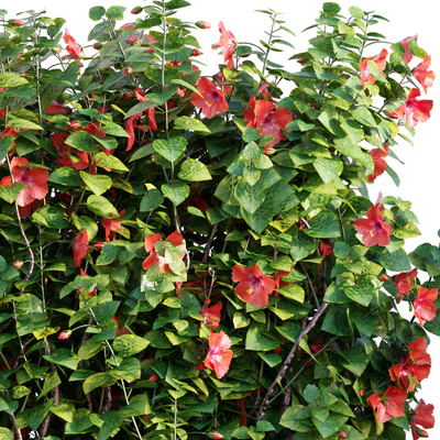 Chinese hibiscus - Hibiscus rosa-sinensis - 03 — Вид 3