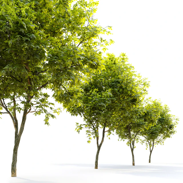 American persimmon (Diospyros virginiana) — Скачать