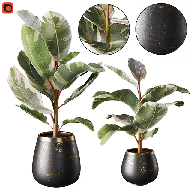 Set of plants ficus rubbery — Descargar