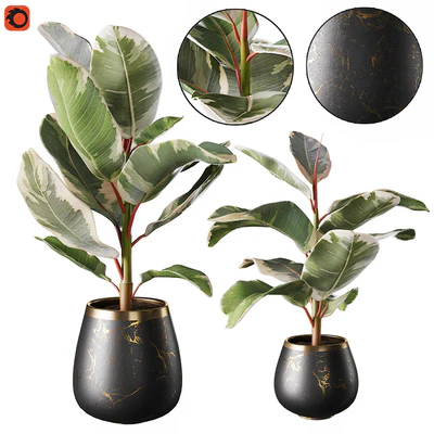 Set of plants ficus rubbery — Ver 1