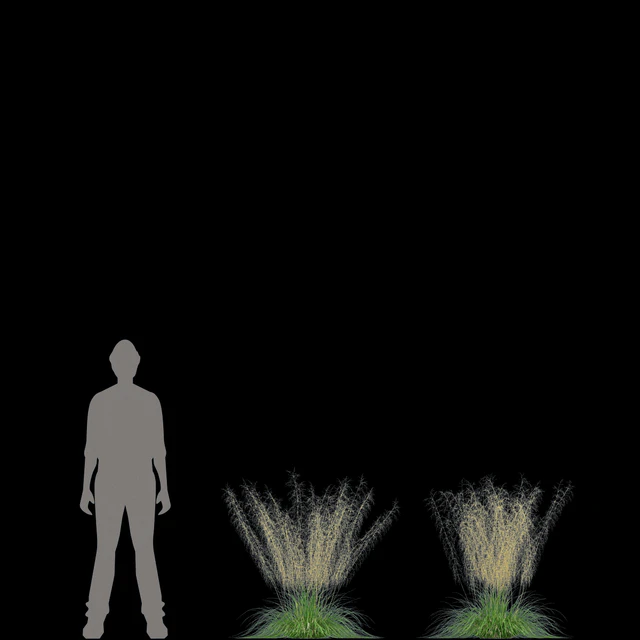 Pike turfy Lugovik | Deschampsia cespitosa goldtau — Descargar