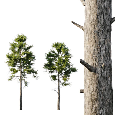 Pine 18m and 12m — Ver 2