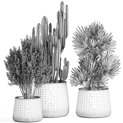 Collection of small plants in luxury pots with Cactus, palm, olive, tree, Rapeseed, Raphis, Cereus. Set 870. — Ver 2