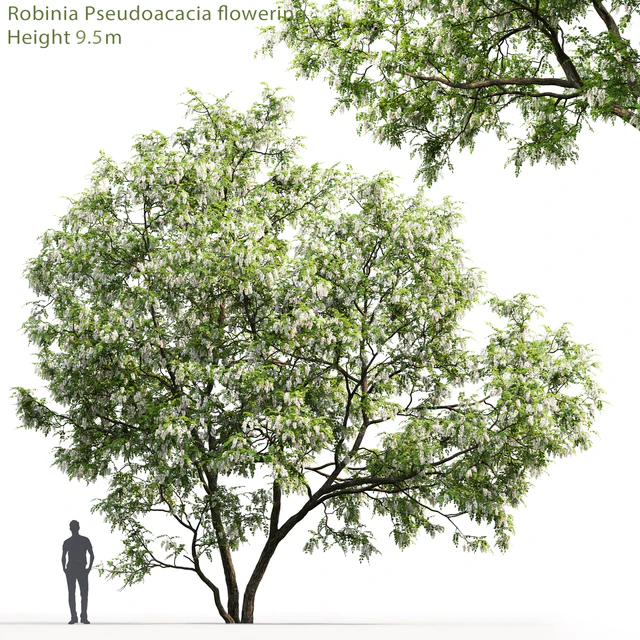 Белая акация | Robinia Pseudoacacia #5(9.5m) — Скачать
