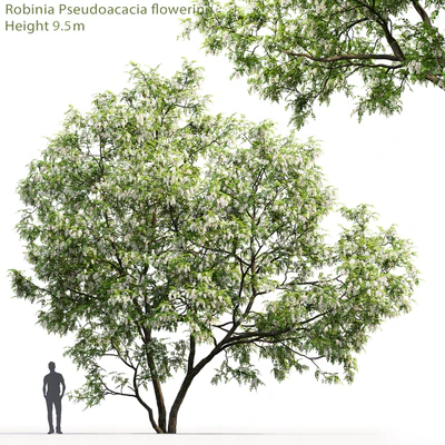 Белая акация | Robinia Pseudoacacia #5(9.5m) — Вид 1