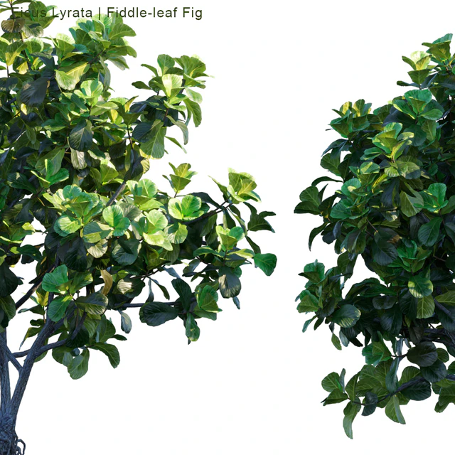 Ficus Lyrata | Fiddle-leaf Fig — Скачать