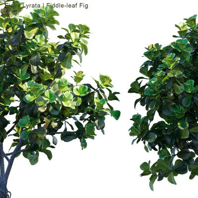 Ficus Lyrata | Fiddle-leaf Fig — Вид 2
