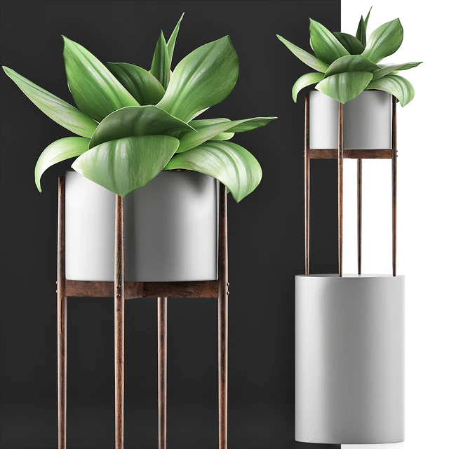 Plants Collection 85 Agave — Скачать