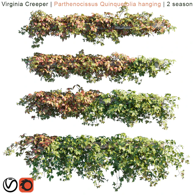 Virginia Creeper | Parthenocissus Quinquefolia hanging | 2 season — Descargar