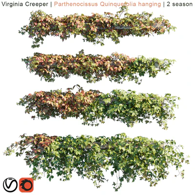Virginia Creeper | Parthenocissus Quinquefolia hanging | 2 season — Ver 1