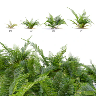 Fern plant — Ver 2