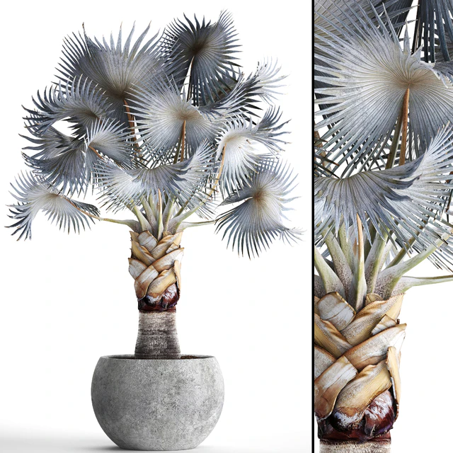 Palm Bismarckia nobilis Blue. fan palm, brachea, bismarckia, palm tree in a vase, pot, decorative, outdoor, blue palm, concrete — Descargar
