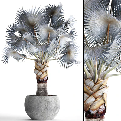 Palm Bismarckia nobilis Blue. fan palm, brachea, bismarckia, palm tree in a vase, pot, decorative, outdoor, blue palm, concrete — Ver 1